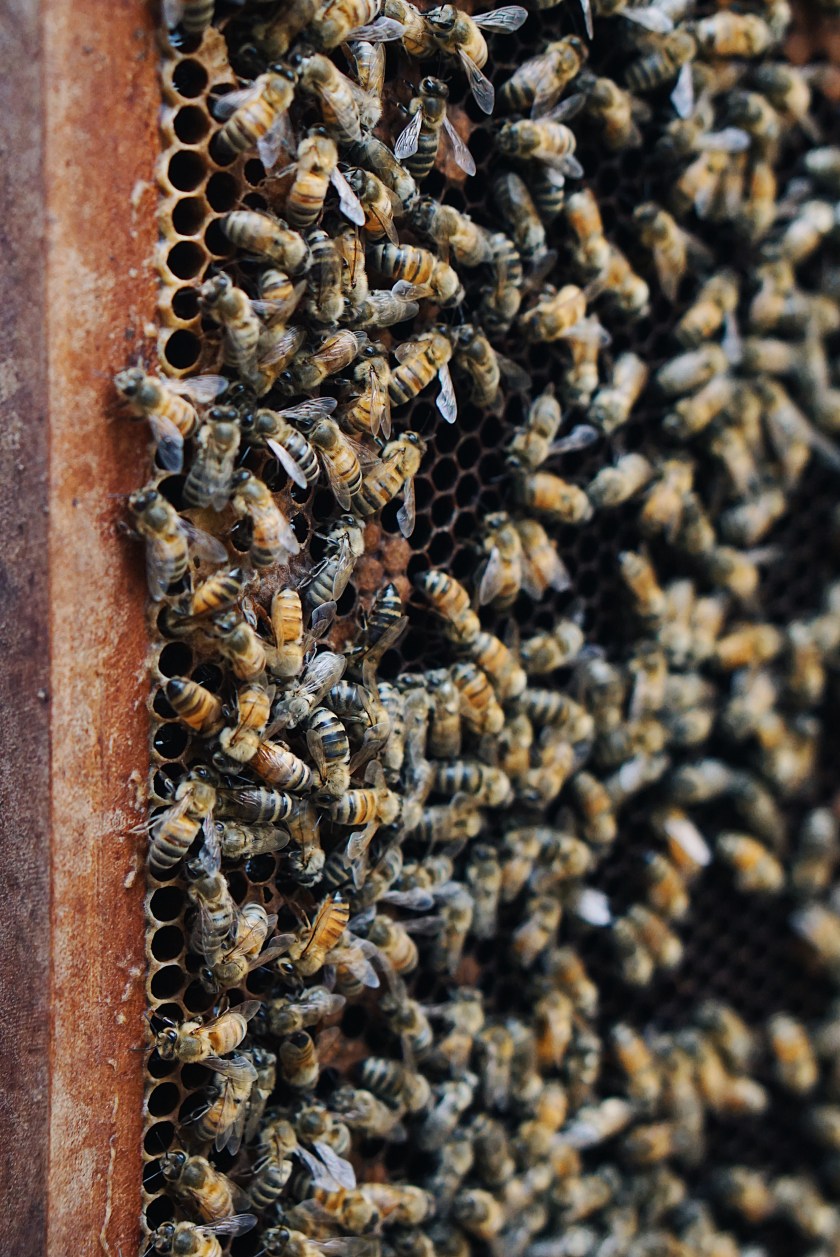 eat-and-explore-bohol-bee-farm